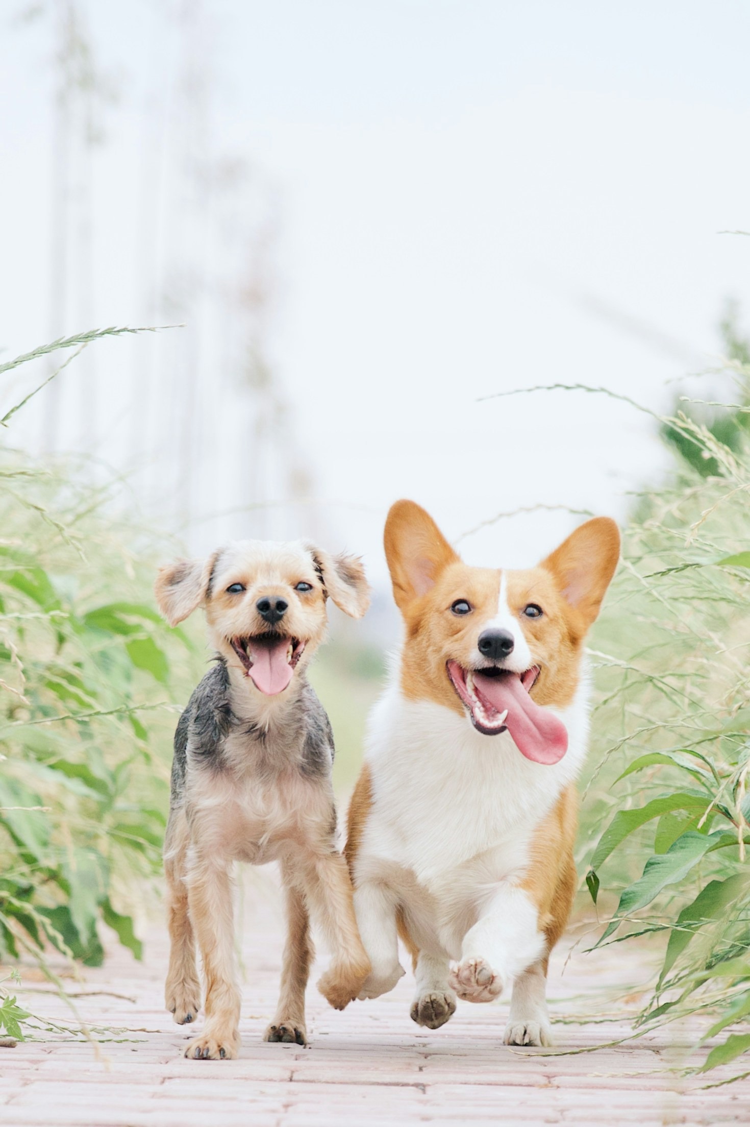 Natural Ways to Boost Your Pet’s Immunity