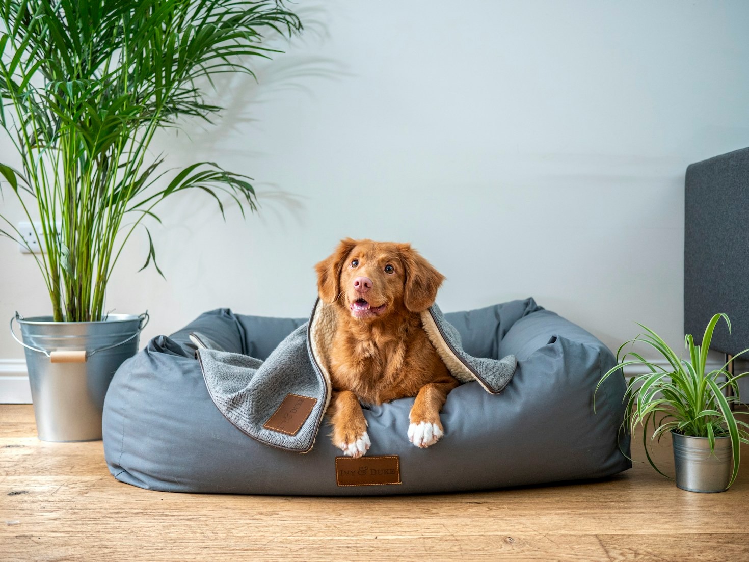 Understanding Your Pet’s Emotional Needs