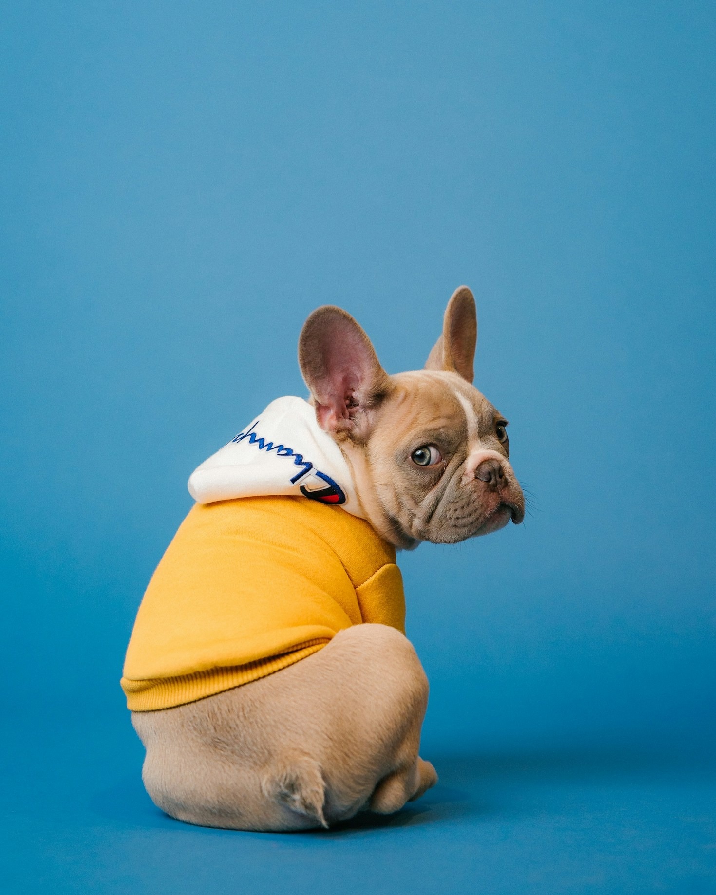 How to Introduce Natural Care into Your Pet’s Life