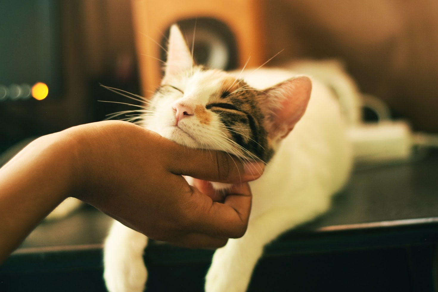 The Heartwarming Benefits of Loving Pet Care