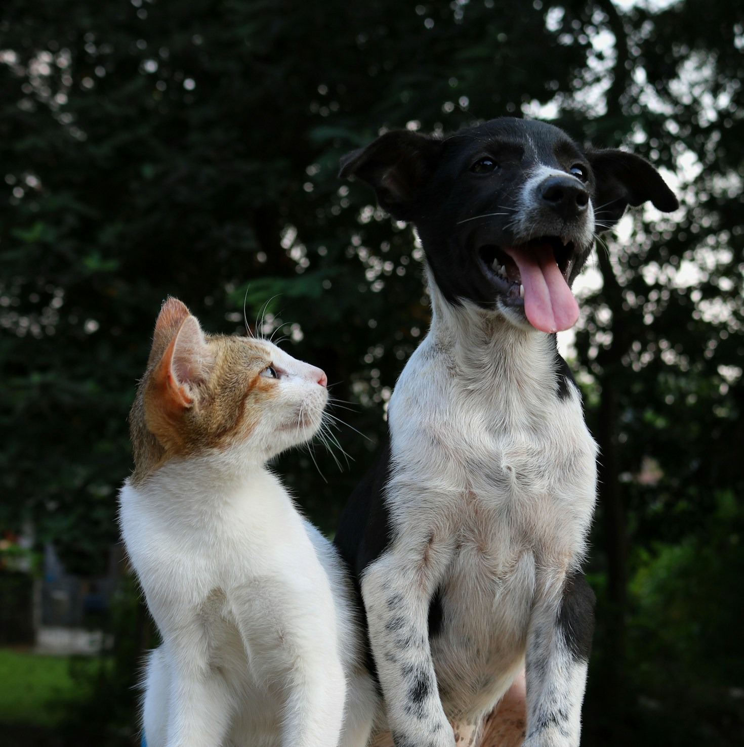 Steps to Build a Stronger Bond with Your Pet